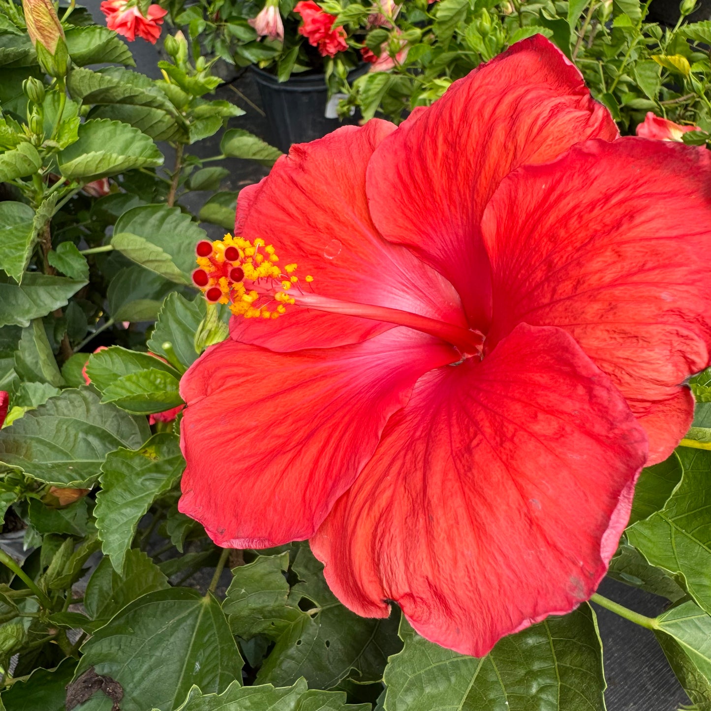 Hibiscus