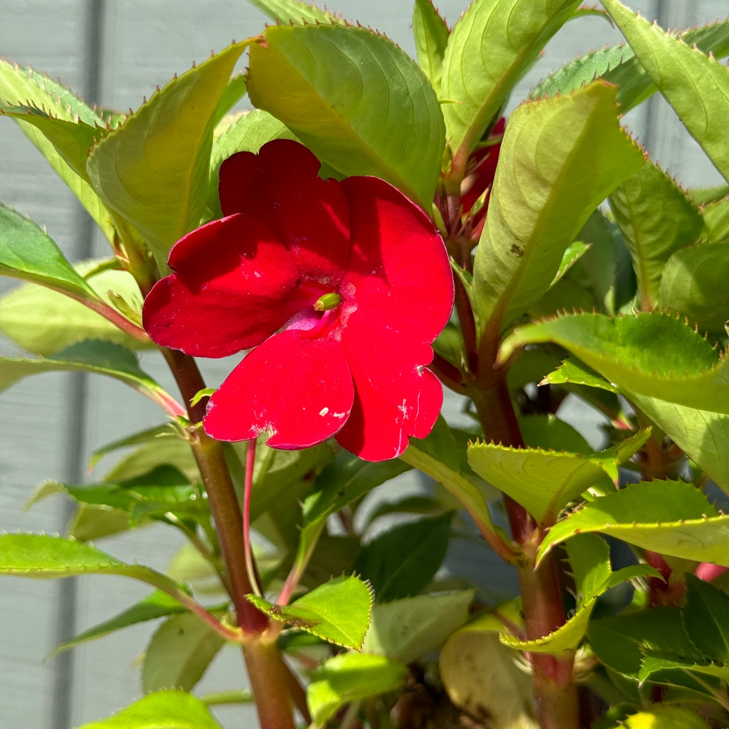 Impatiens Sunpatiens
