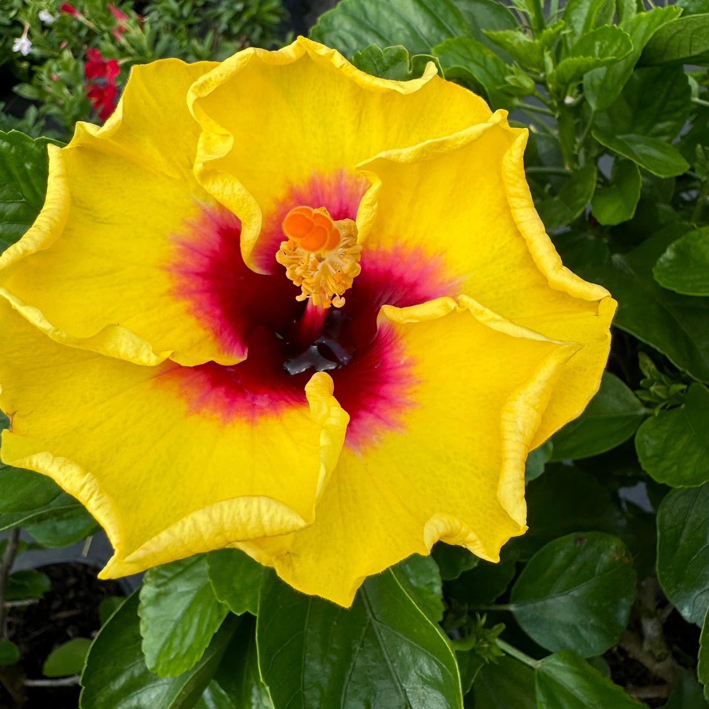 Hibiscus