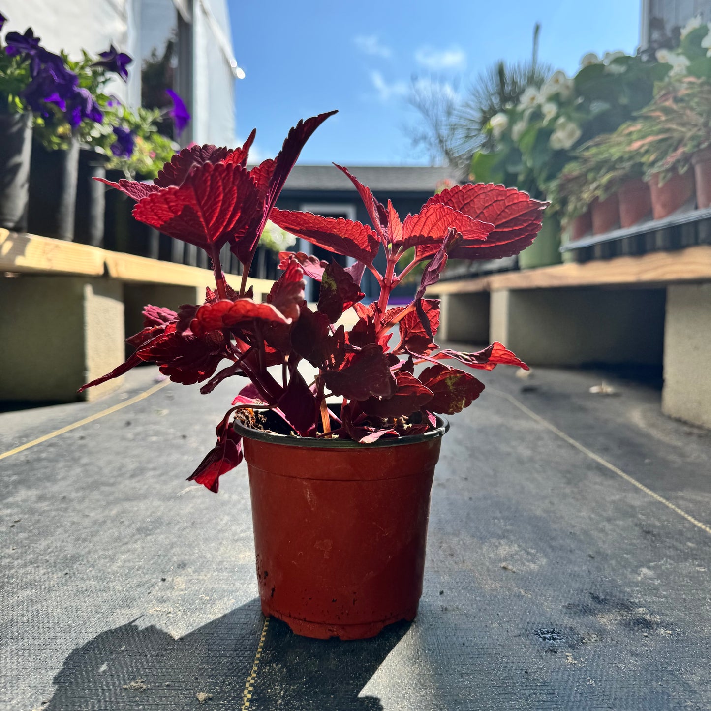 Coleus