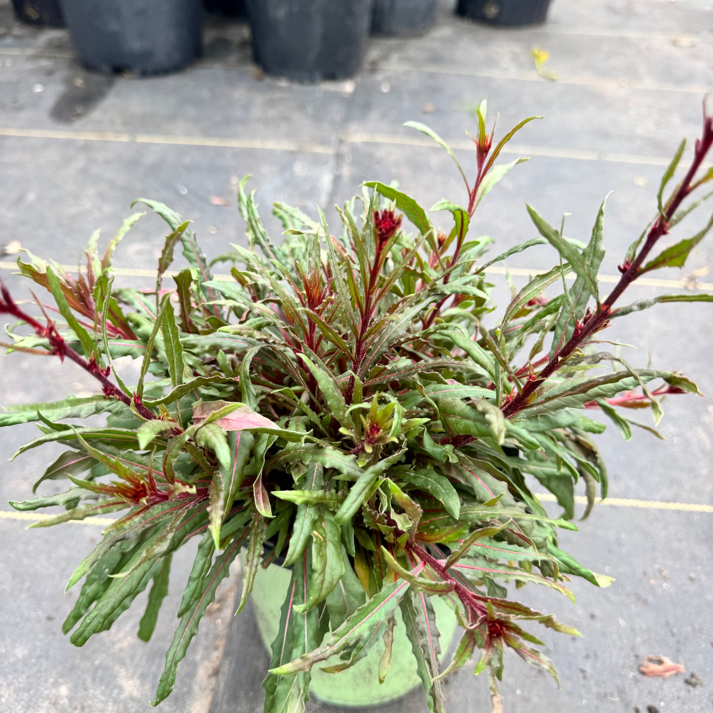 Gaura 'Belleza'