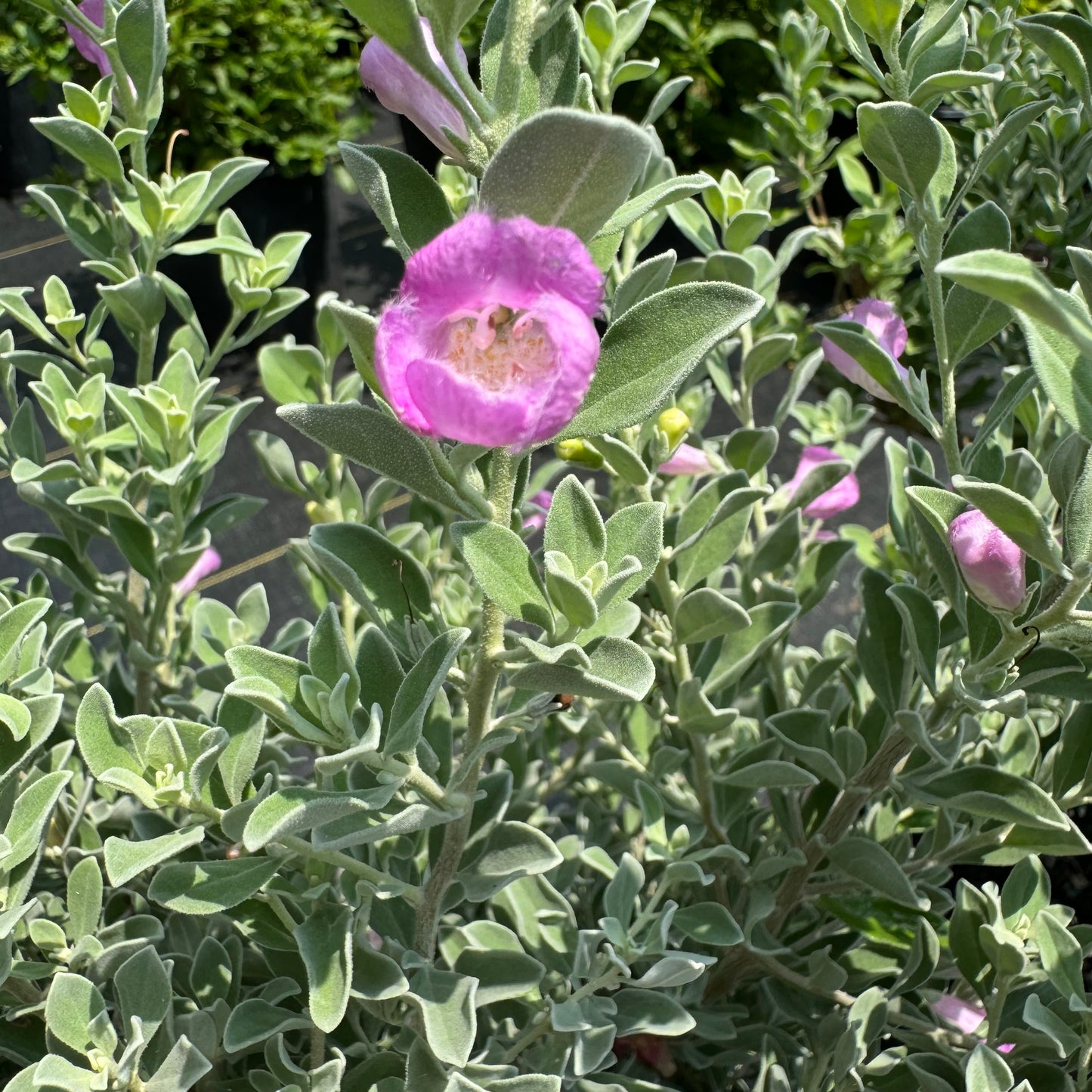 Texas Sage