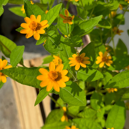Melampodium
