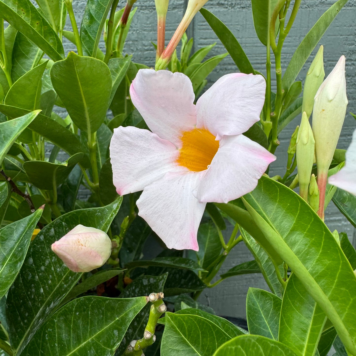 Dipladenia