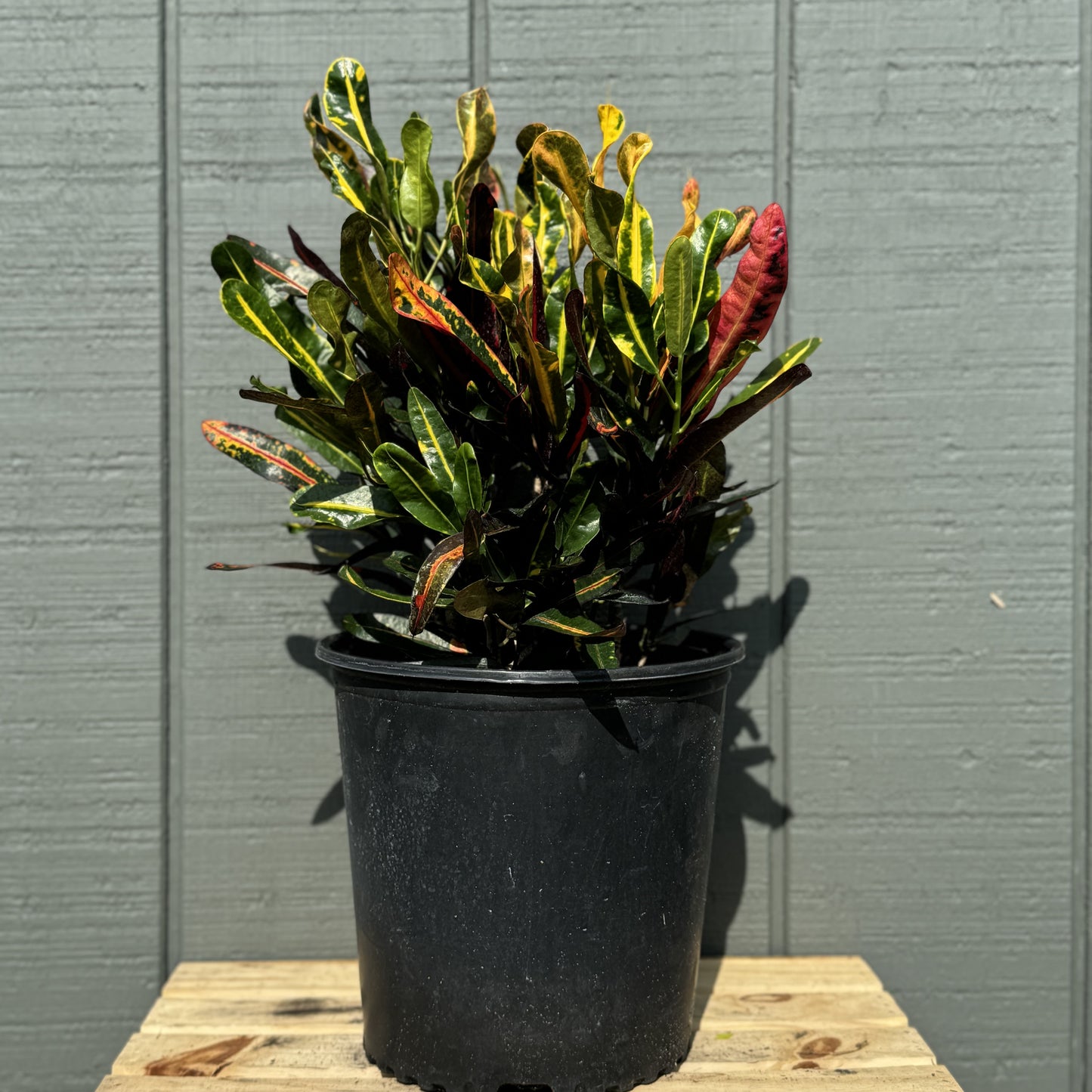 Croton