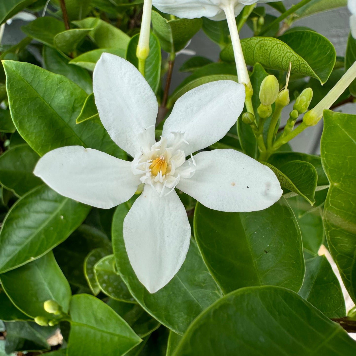 Asian Snow Bush
