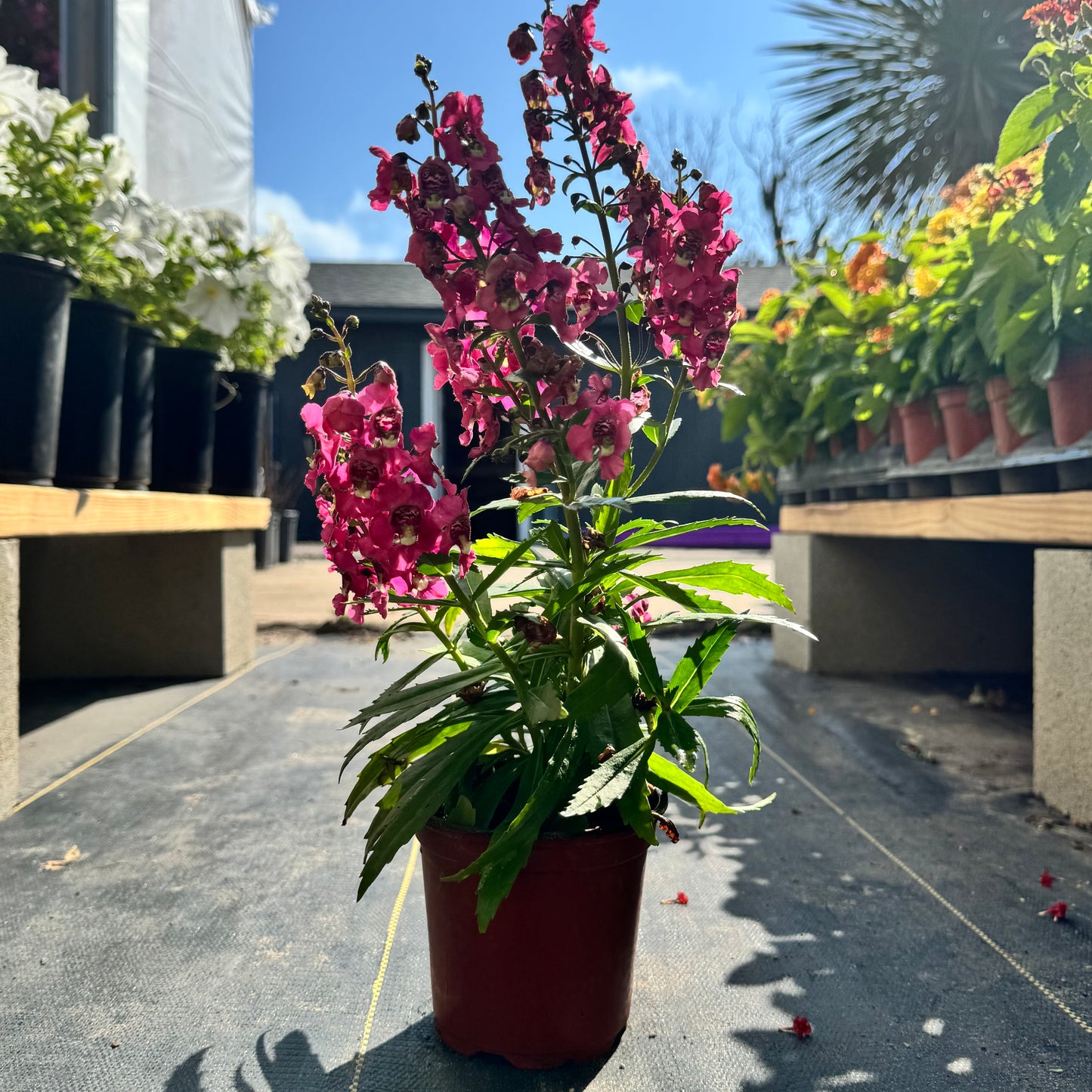Angelonia