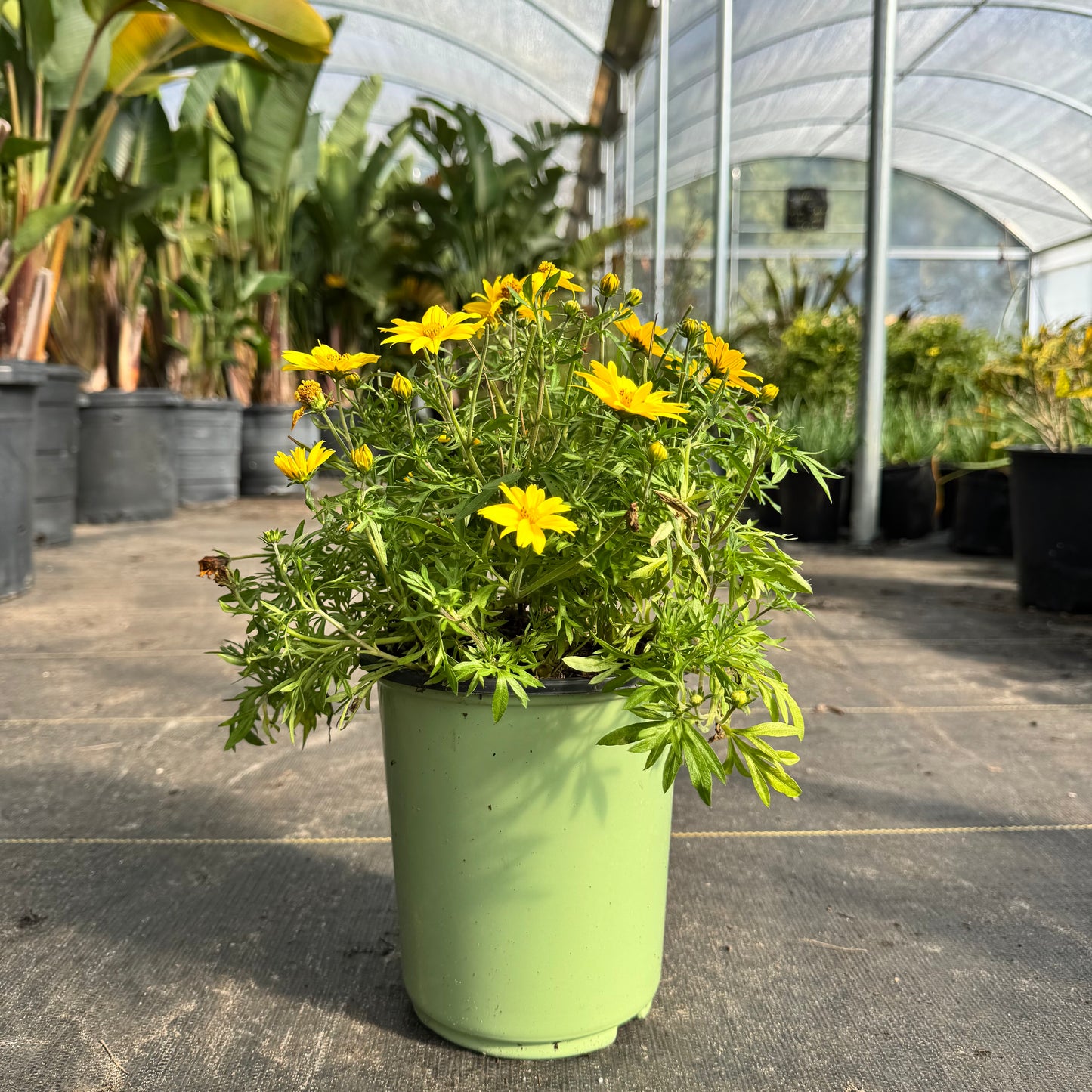 Bidens 'Popstar'