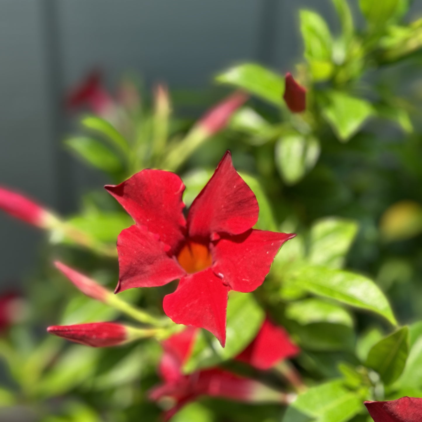 Dipladenia