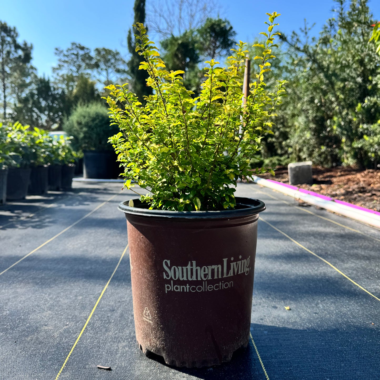Sunshine Ligustrum