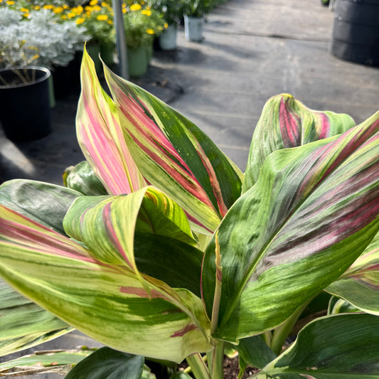 Variegated Ginger