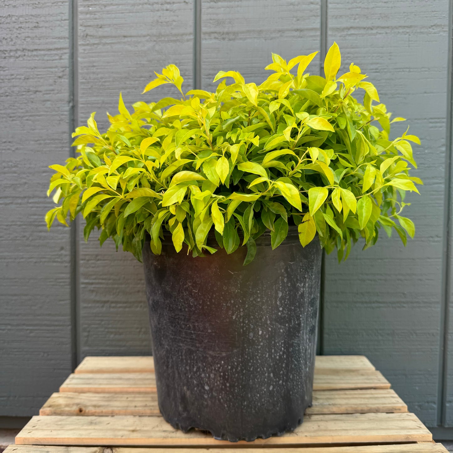 Duranta