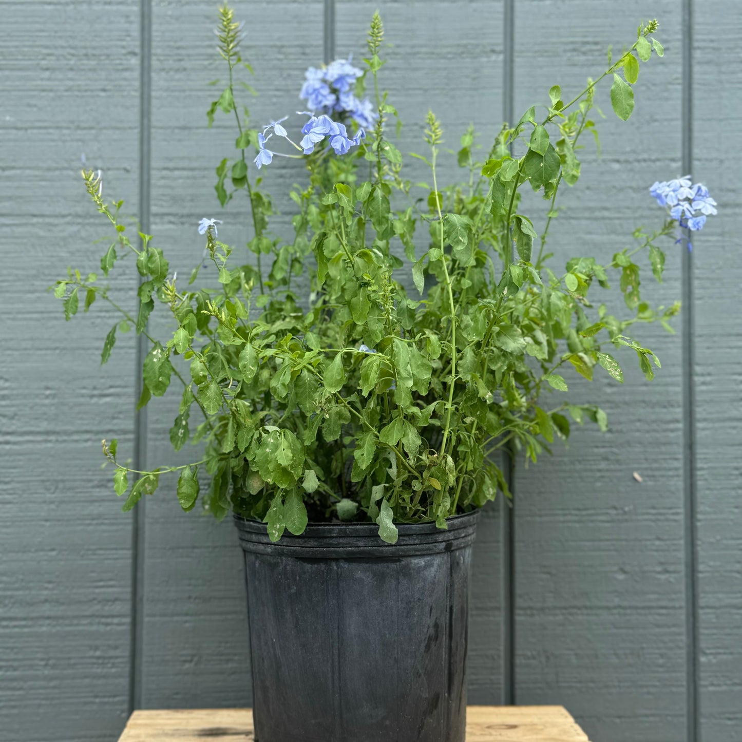 Plumbago
