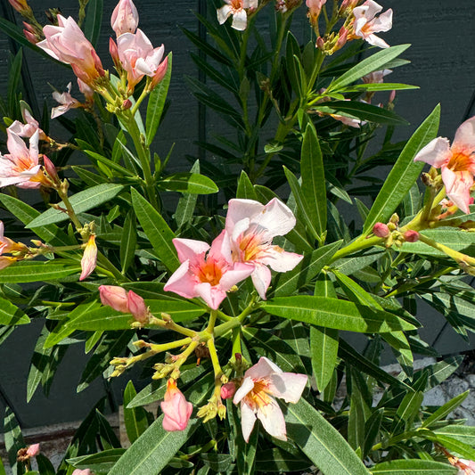 Oleander