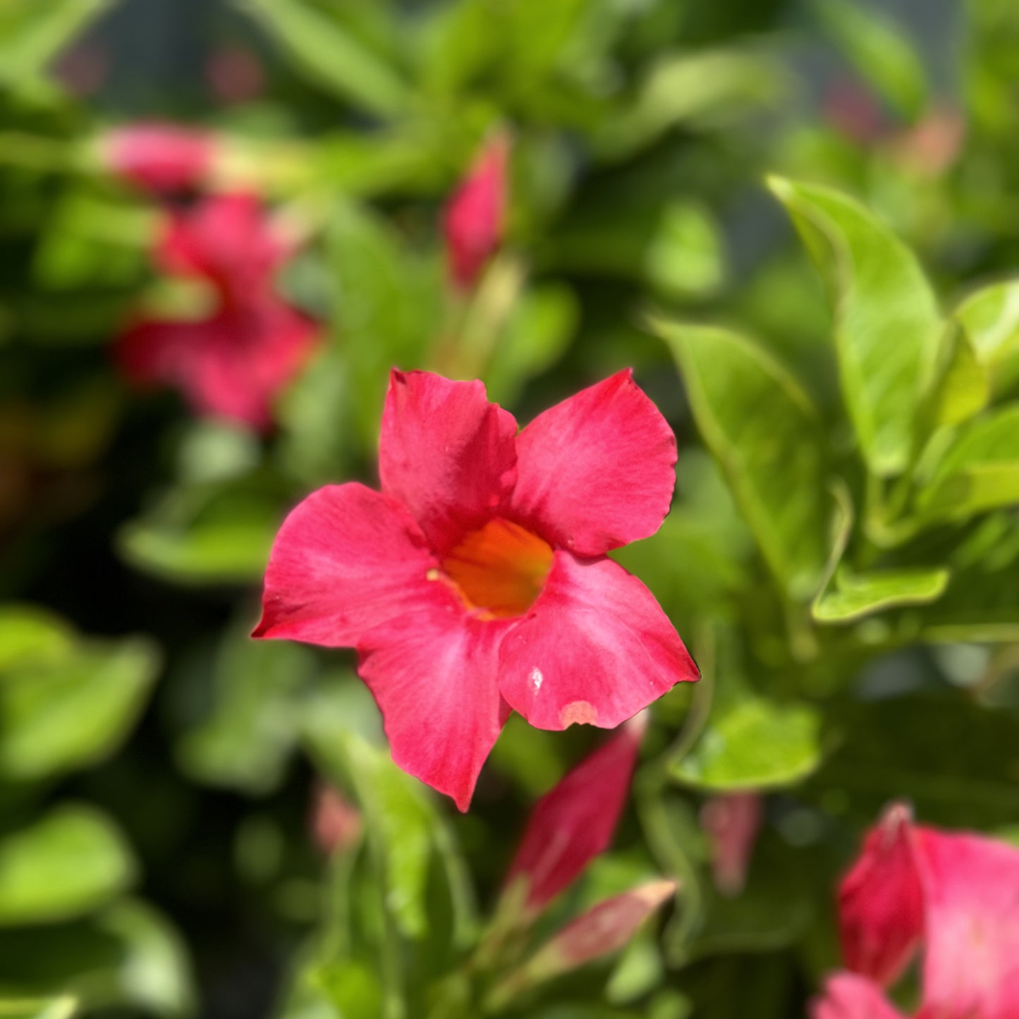 Dipladenia