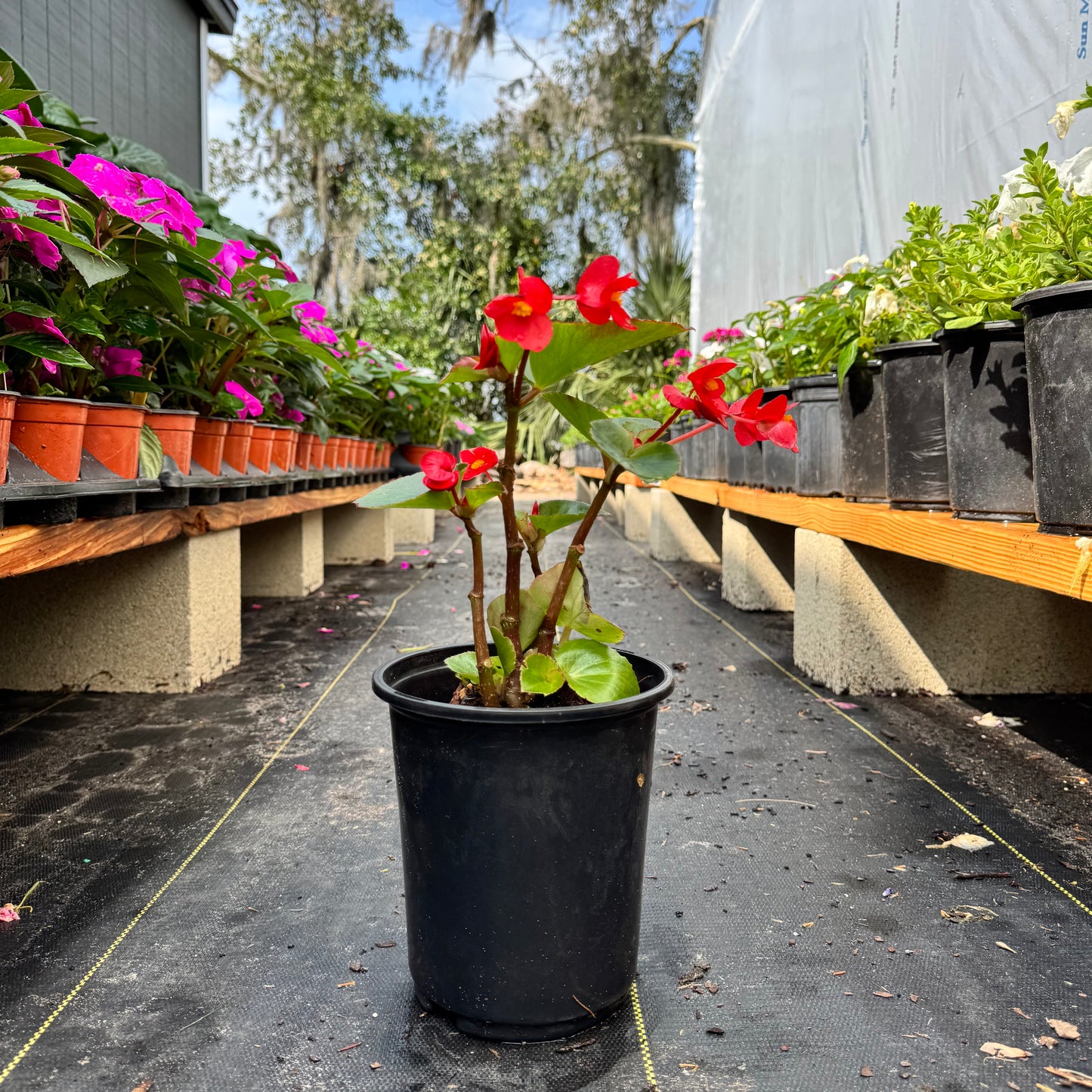Begonia