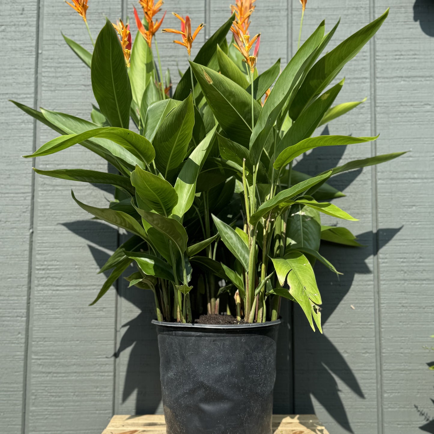 Heliconia