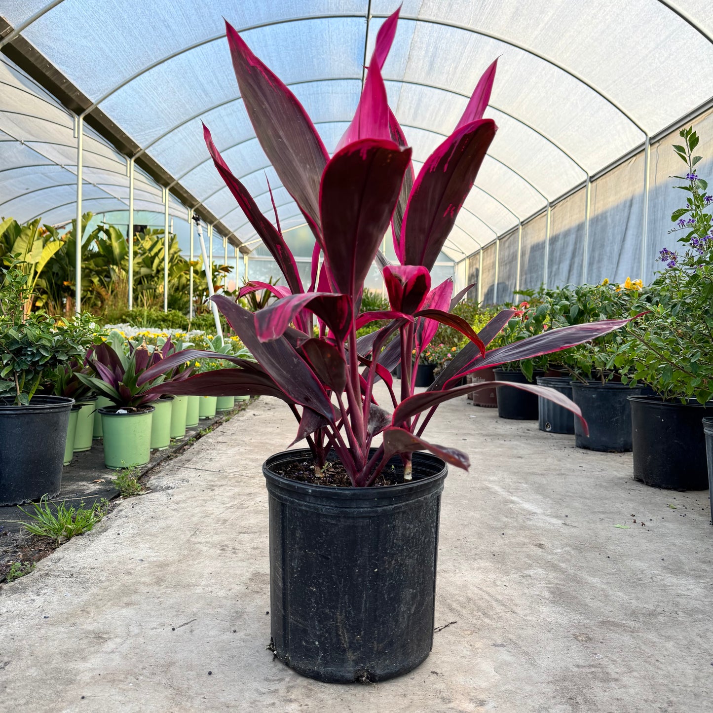 Cordyline