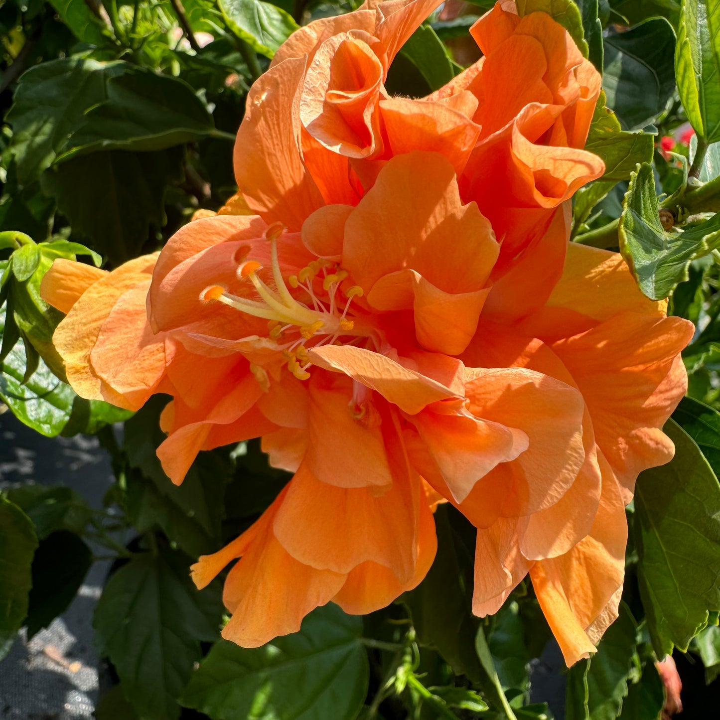 Hibiscus