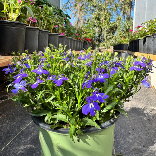 Lobelia