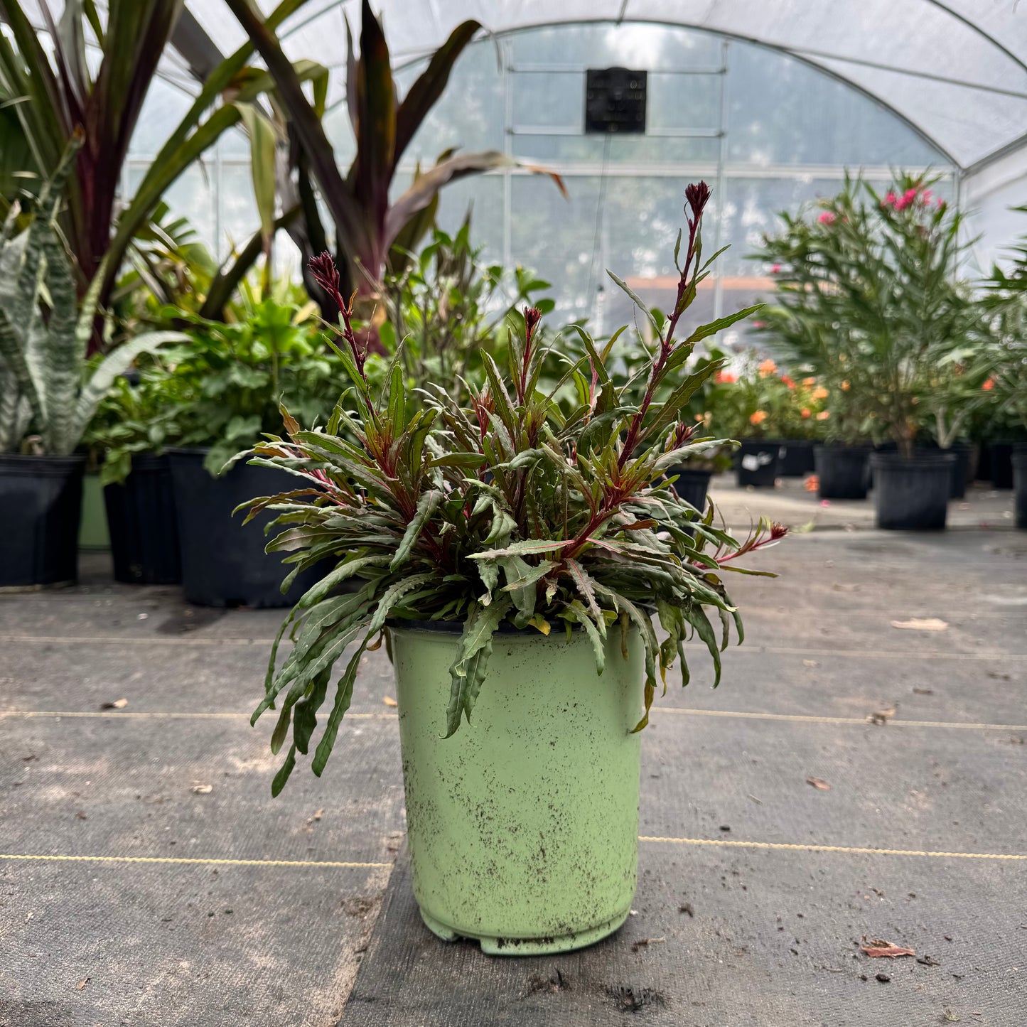 Gaura 'Belleza'