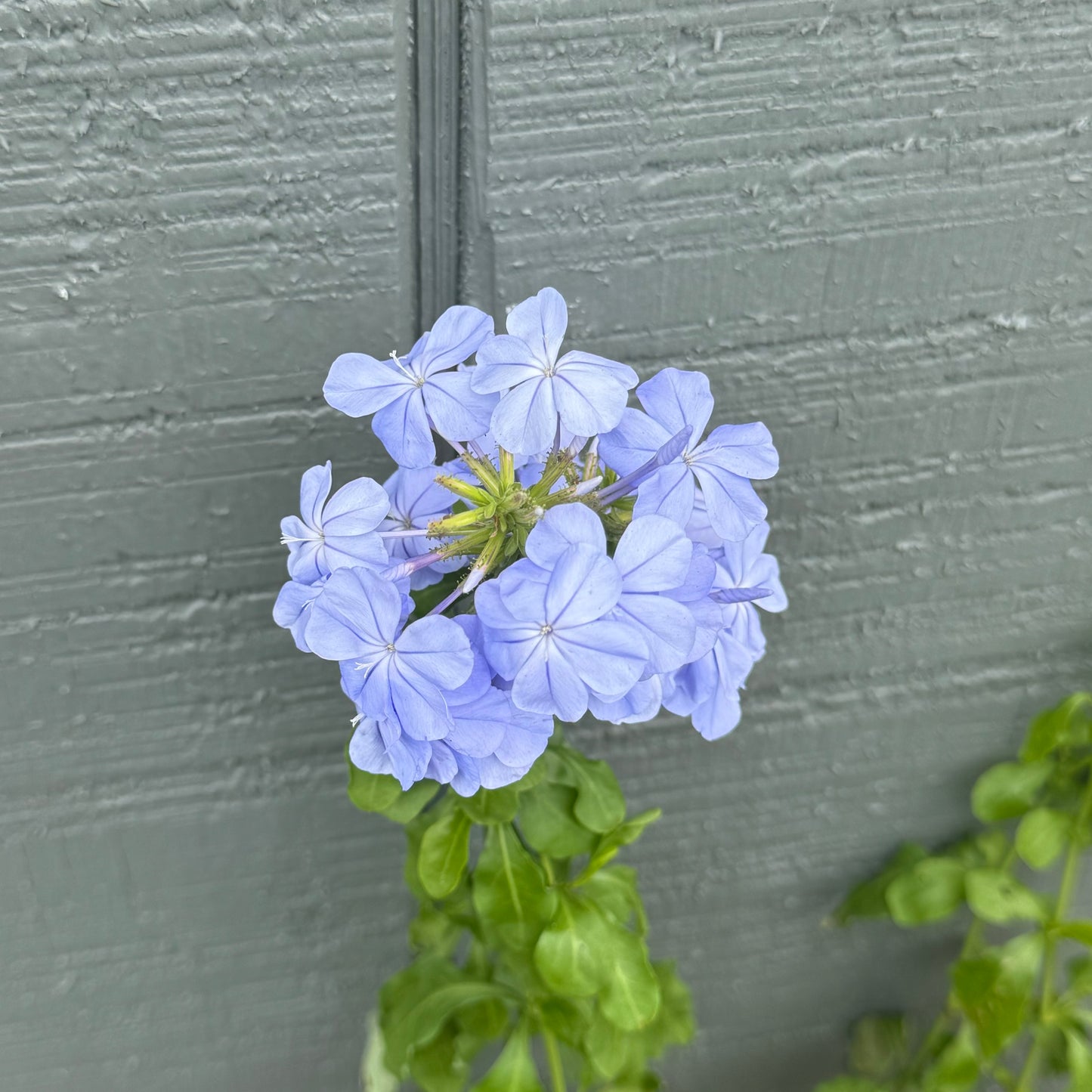Plumbago