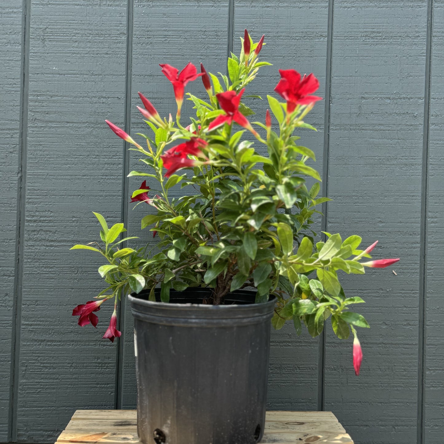 Dipladenia