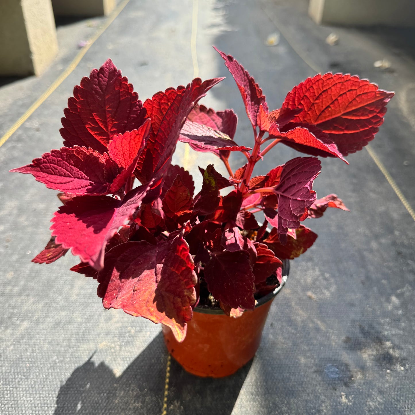 Coleus