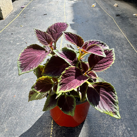 Coleus