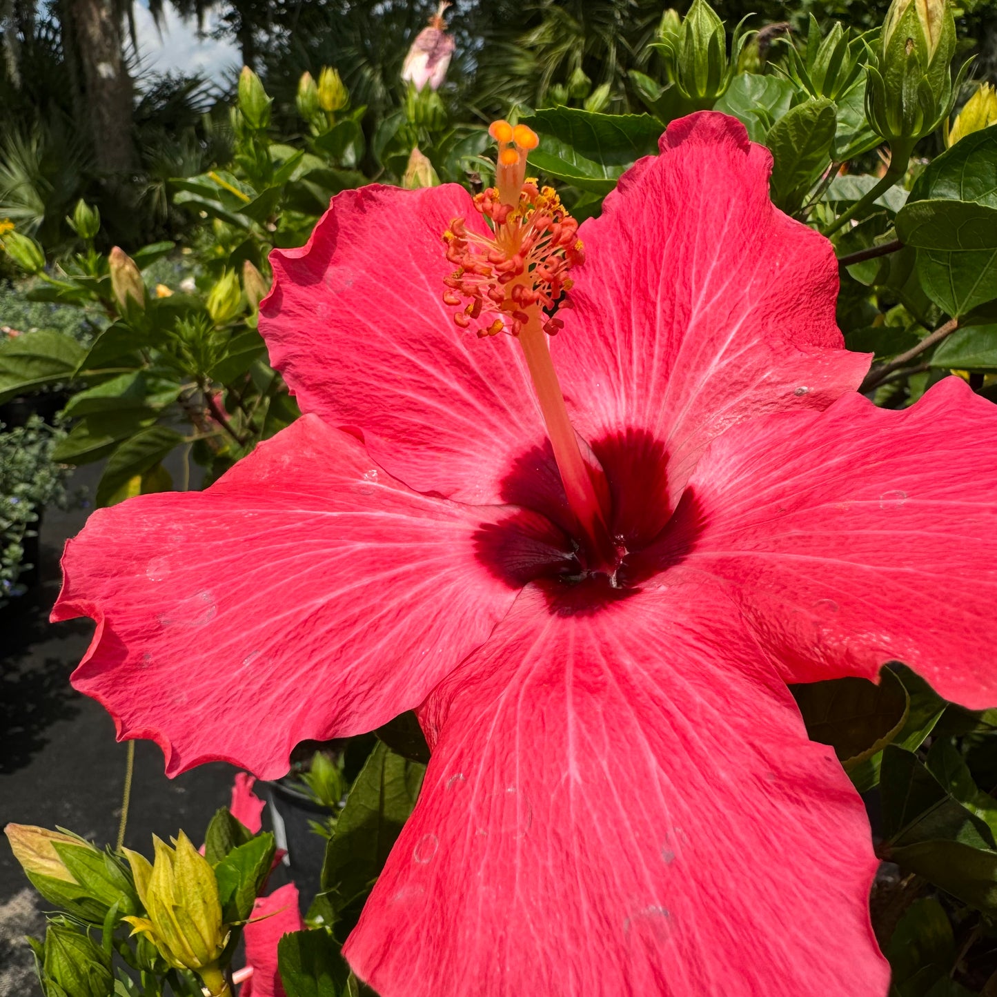 Hibiscus
