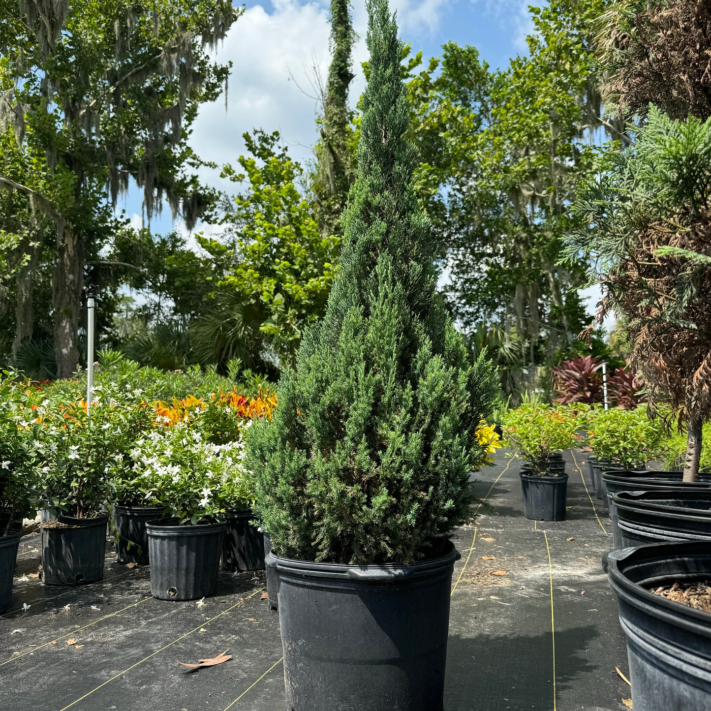 Topiary