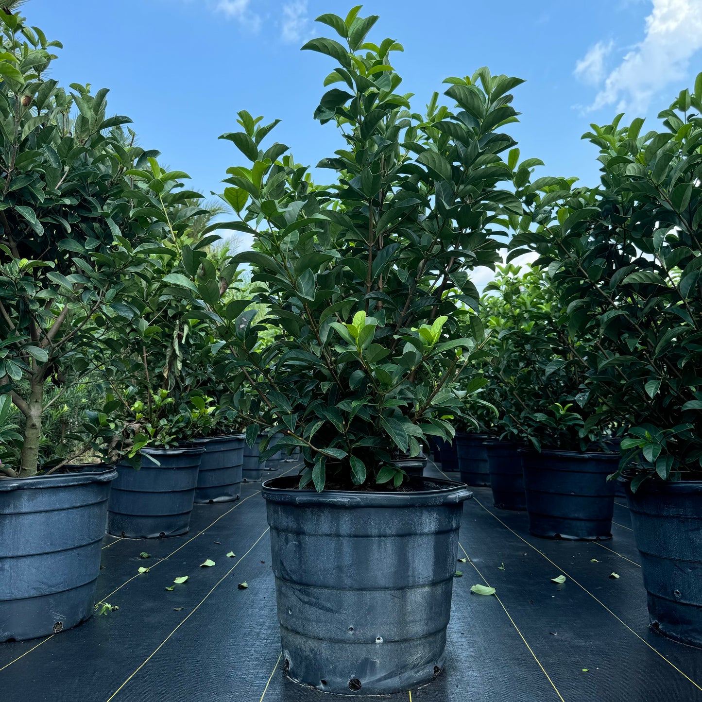 Viburnum Odoratissimum