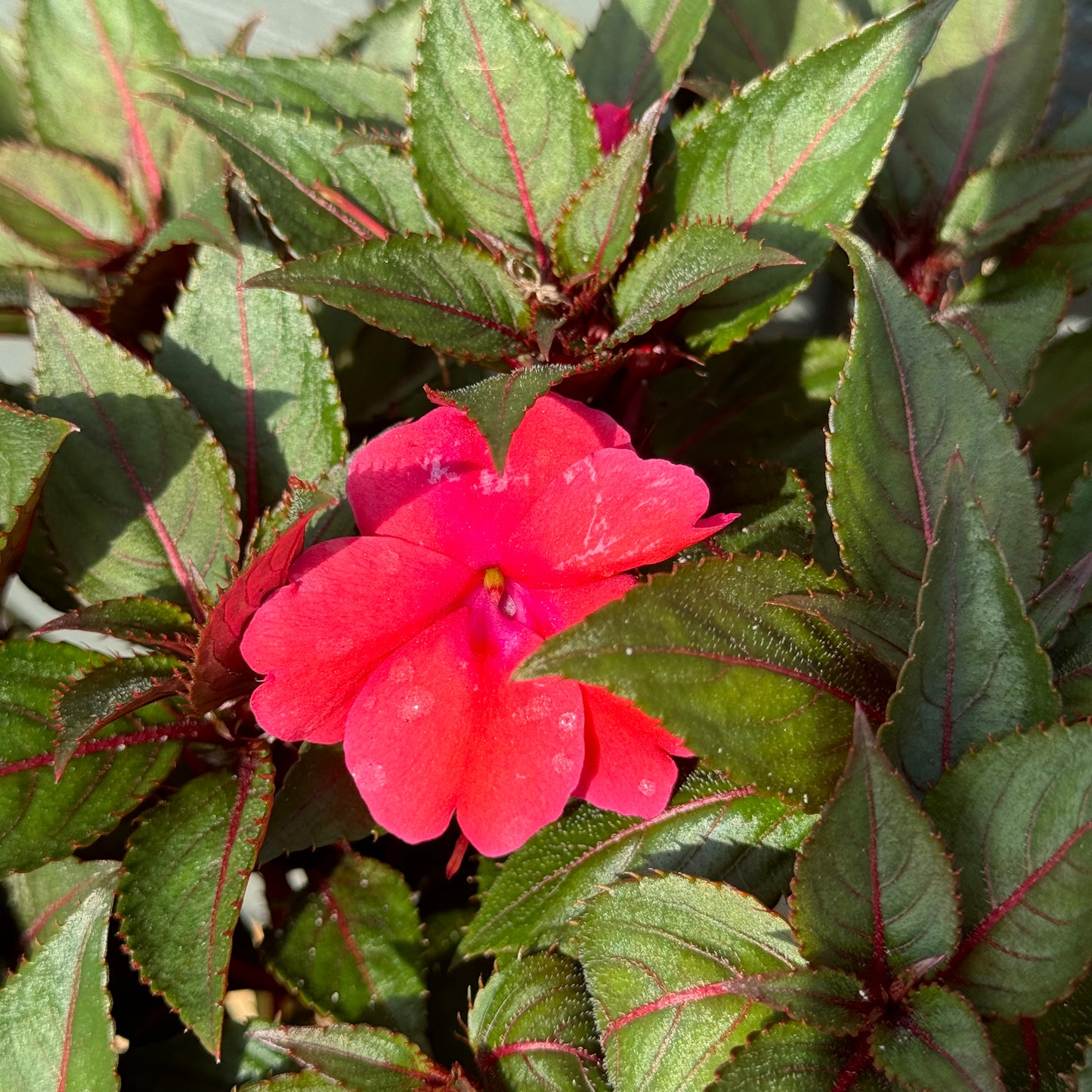 Impatiens Sunpatiens