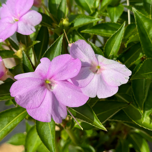 Impatiens Sunpatiens