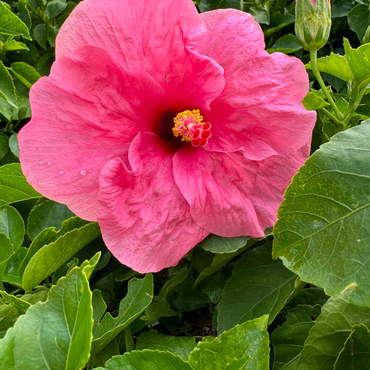 Hibiscus
