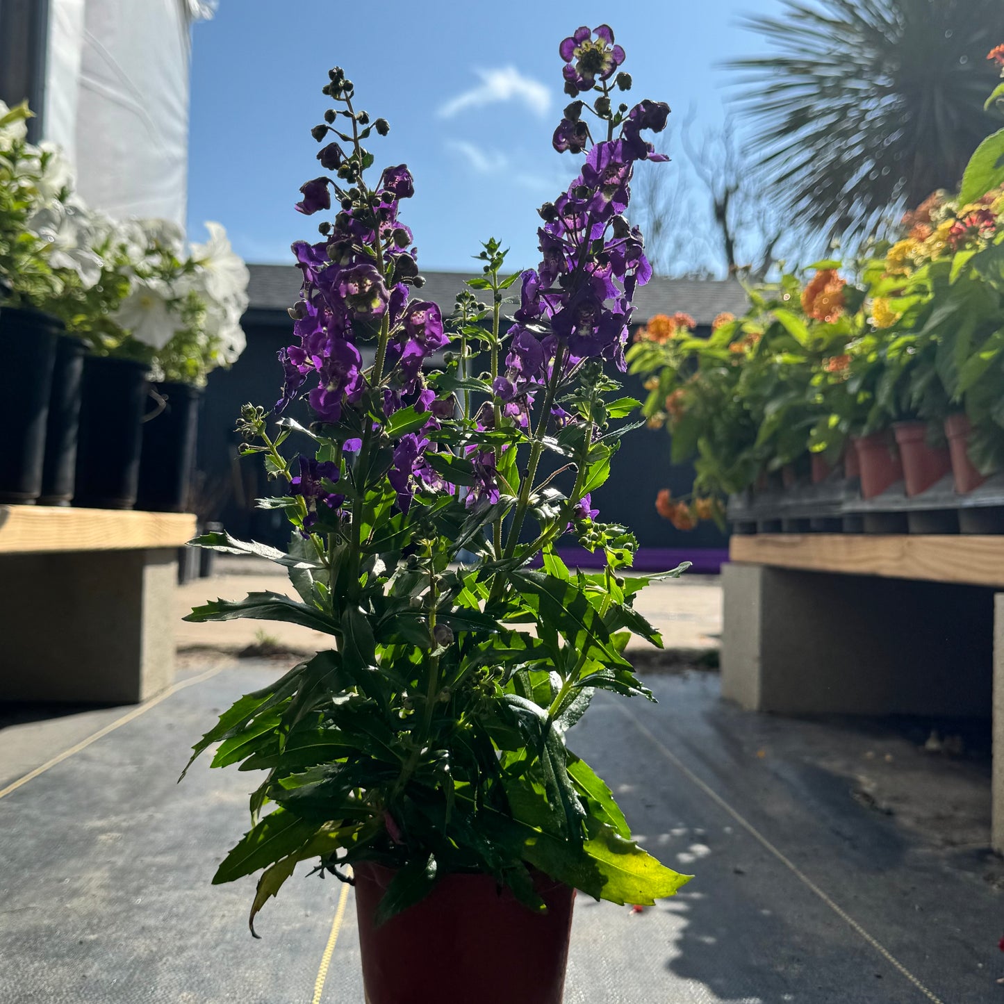 Angelonia