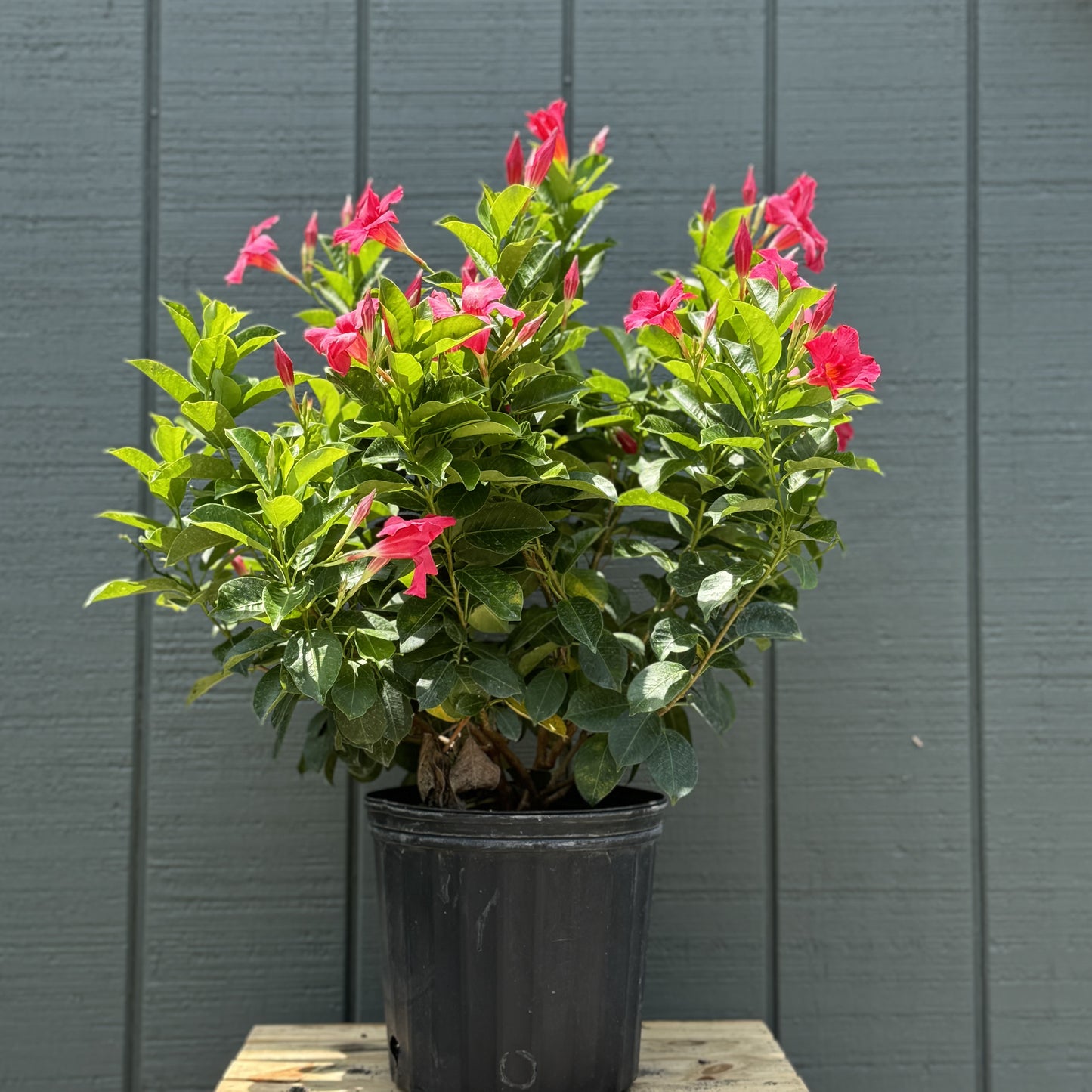 Dipladenia