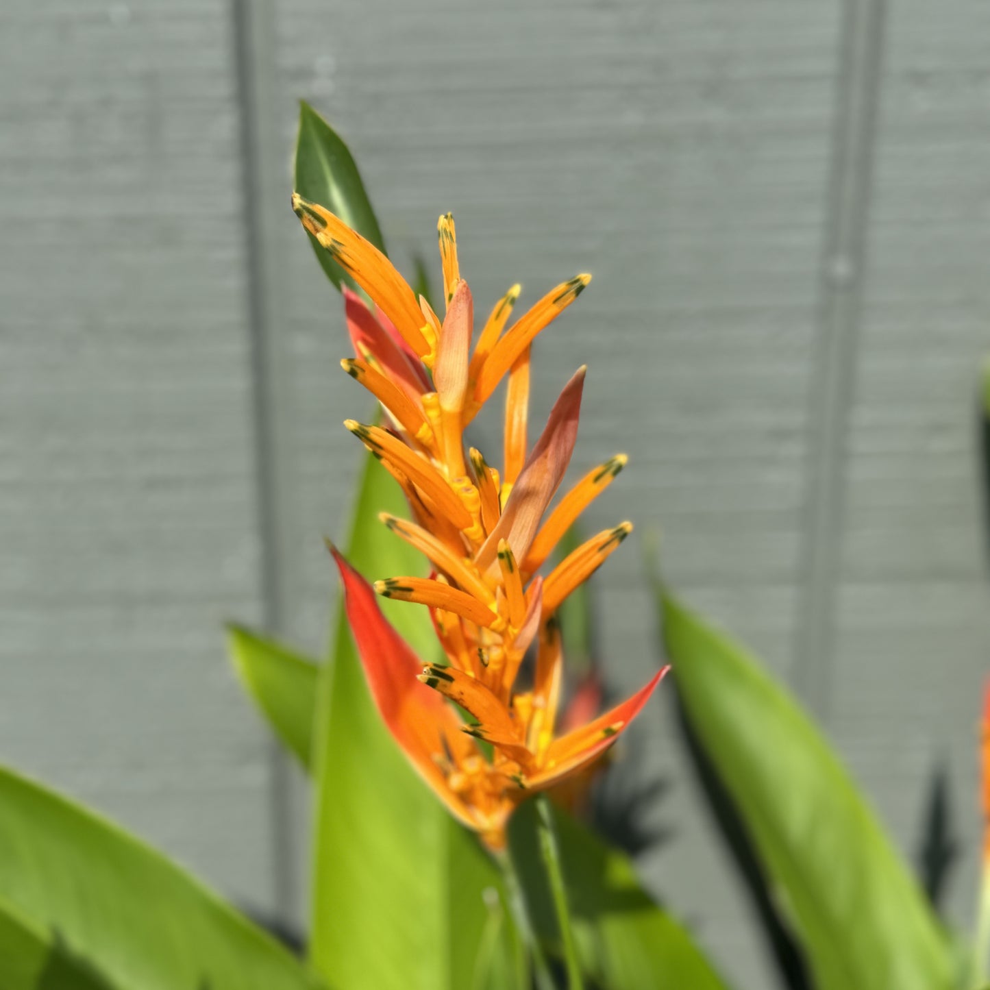 Heliconia