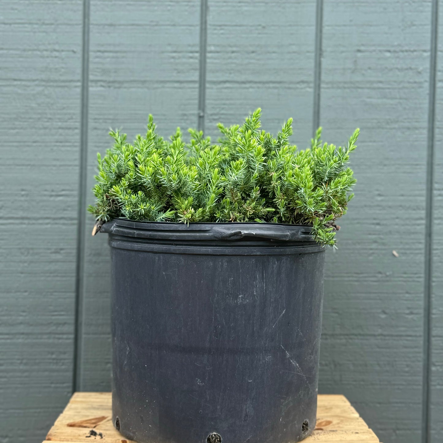 Blue Pacific Juniper