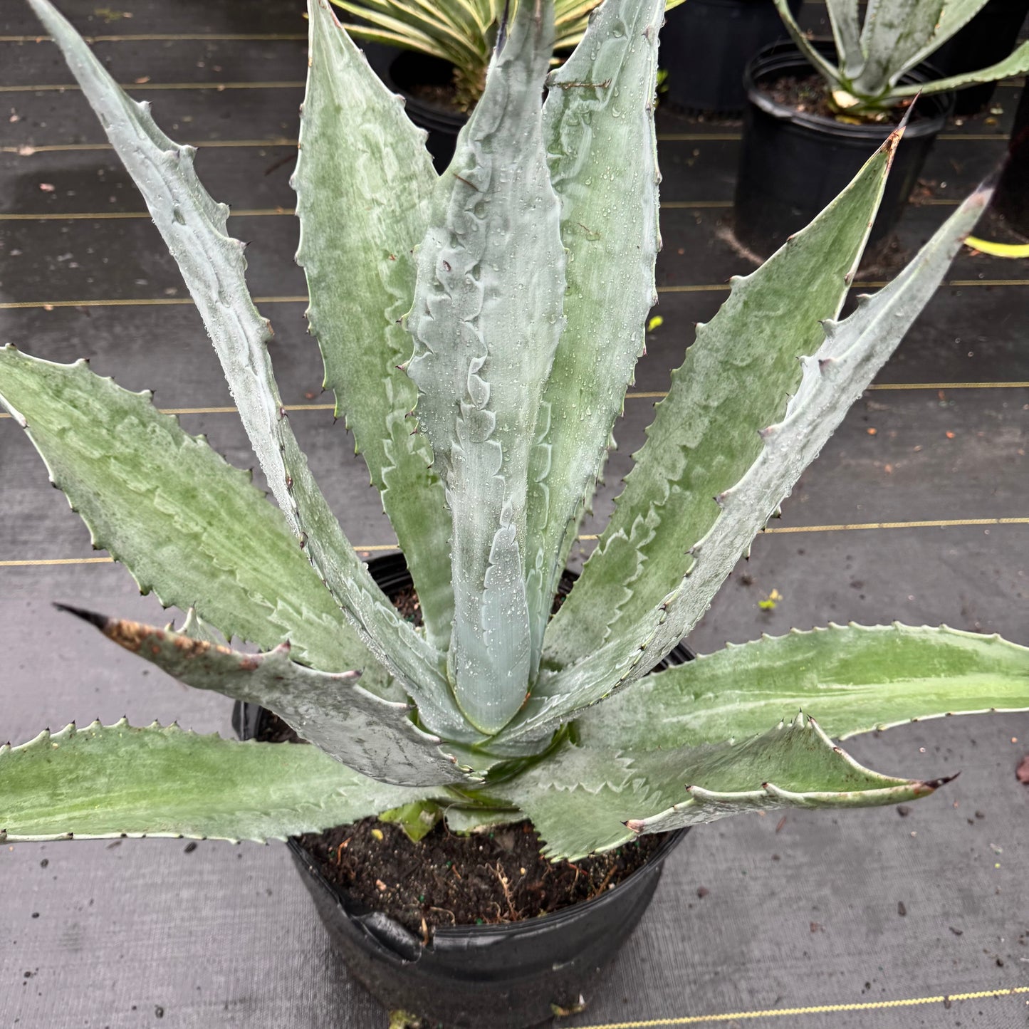 Agave
