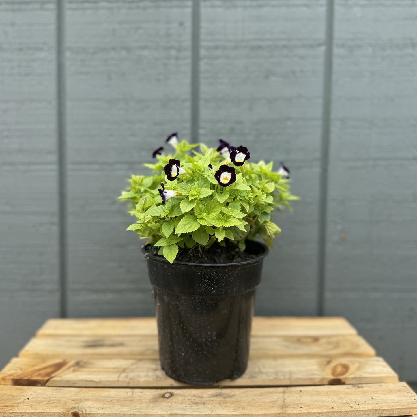 Torenia