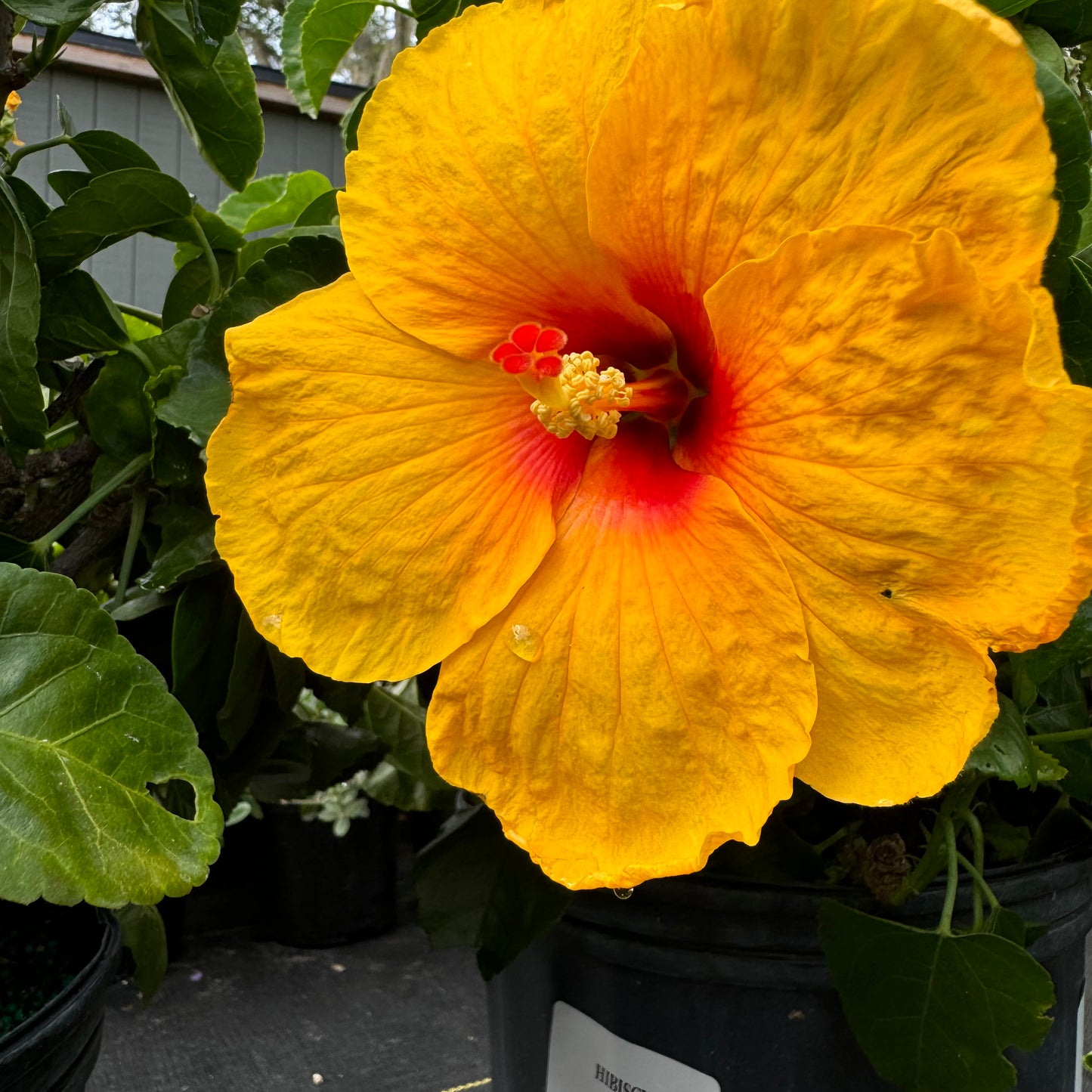 Hibiscus