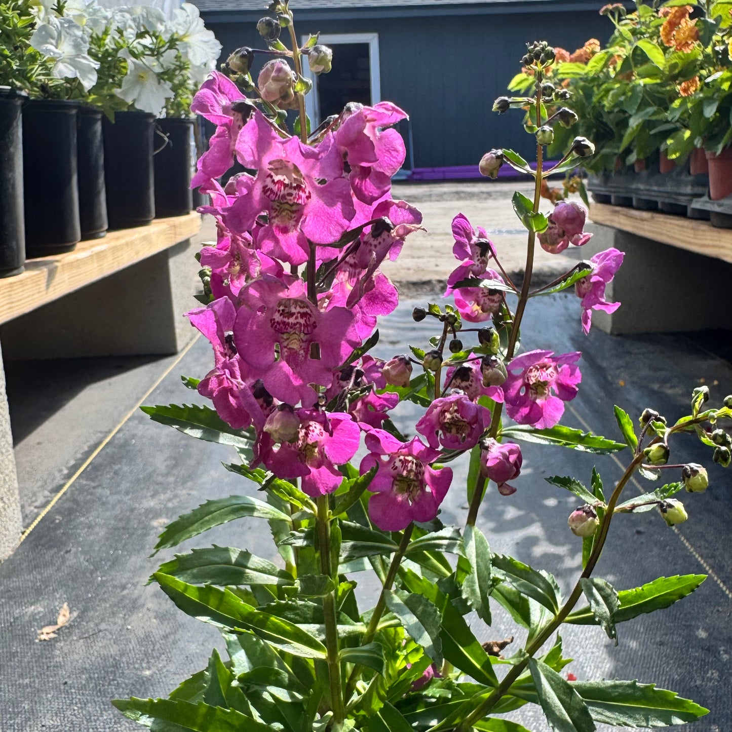 Angelonia