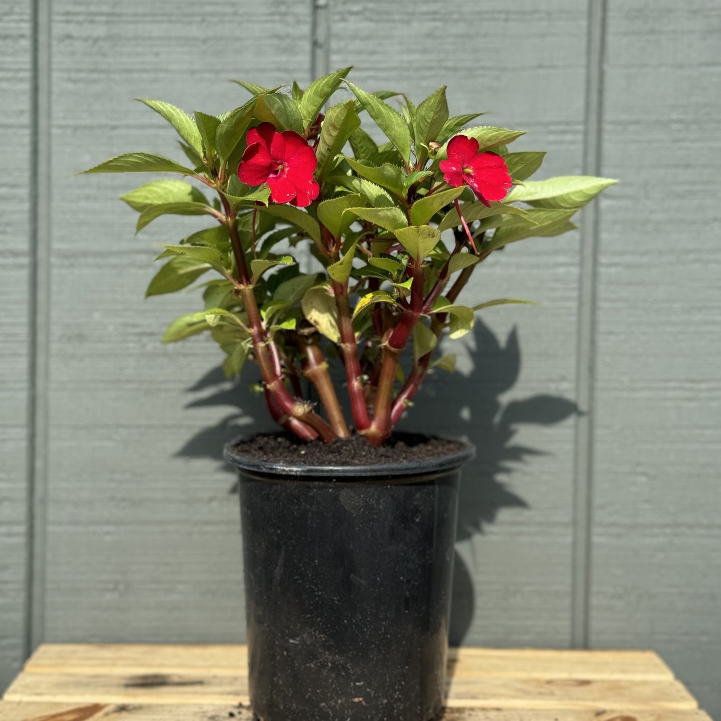 Impatiens Sunpatiens