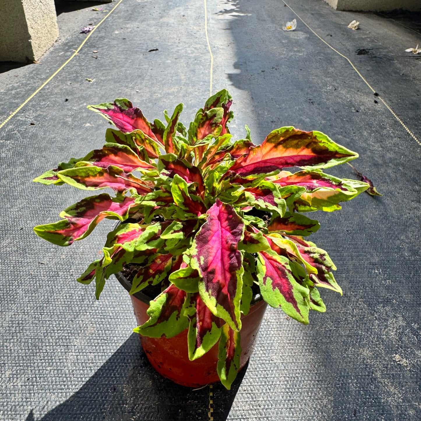 Coleus