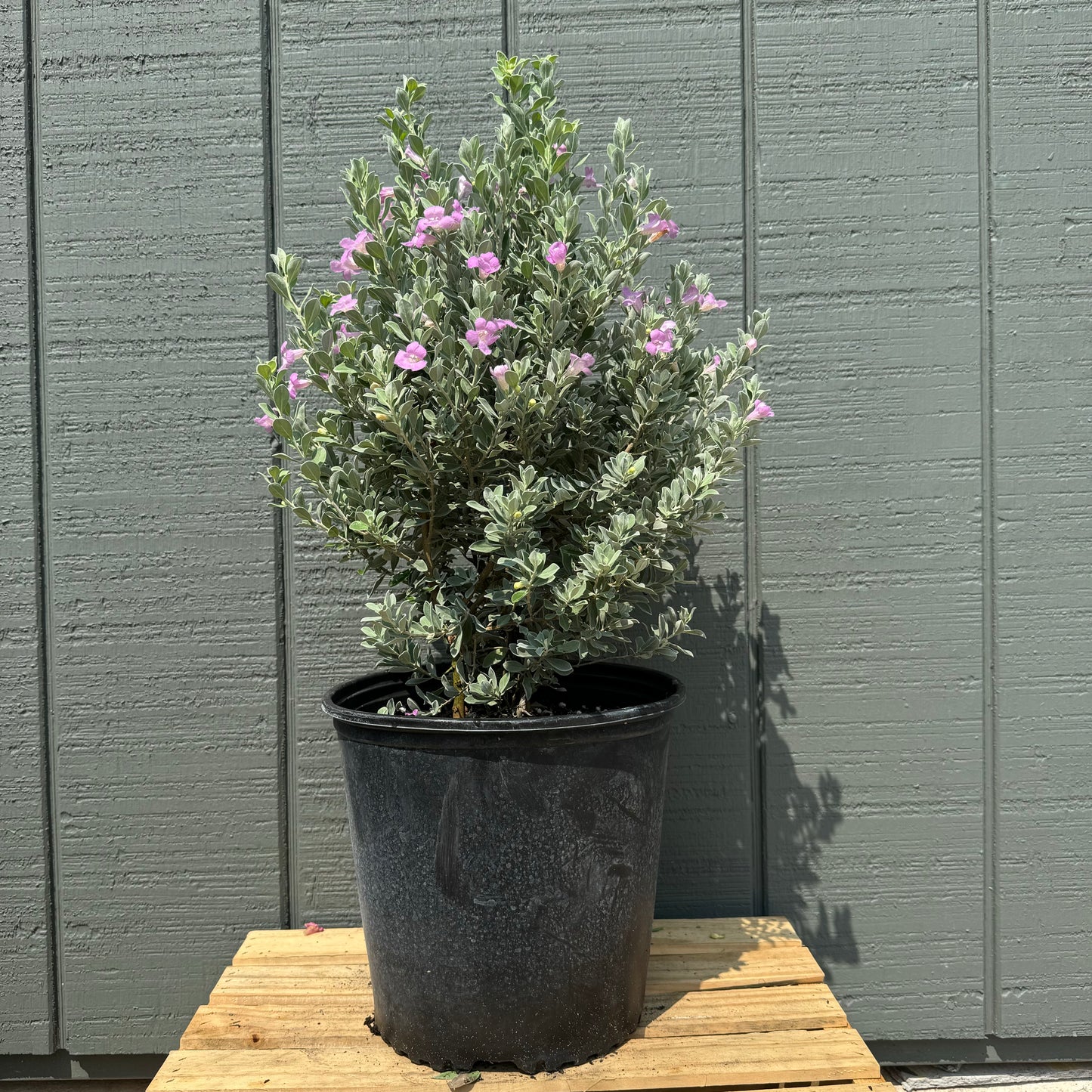 Texas Sage
