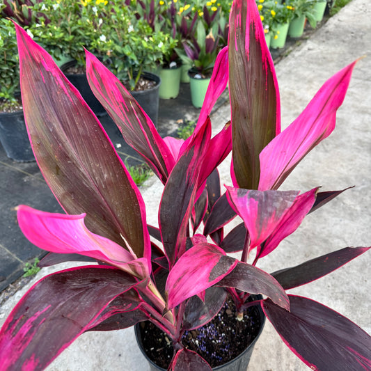 Cordyline