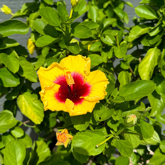 Hibiscus