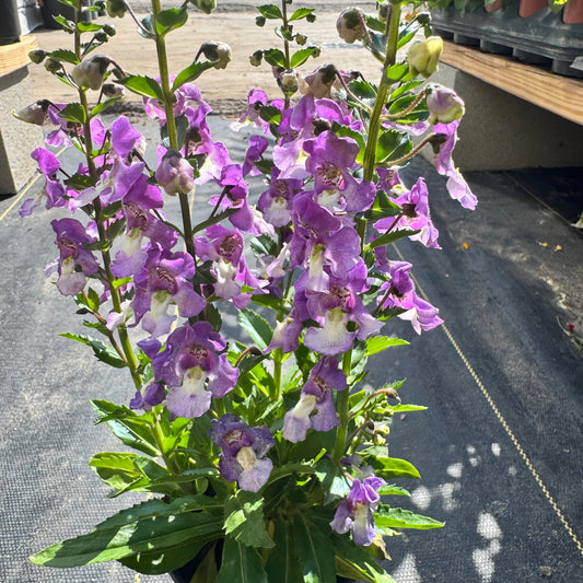 Angelonia