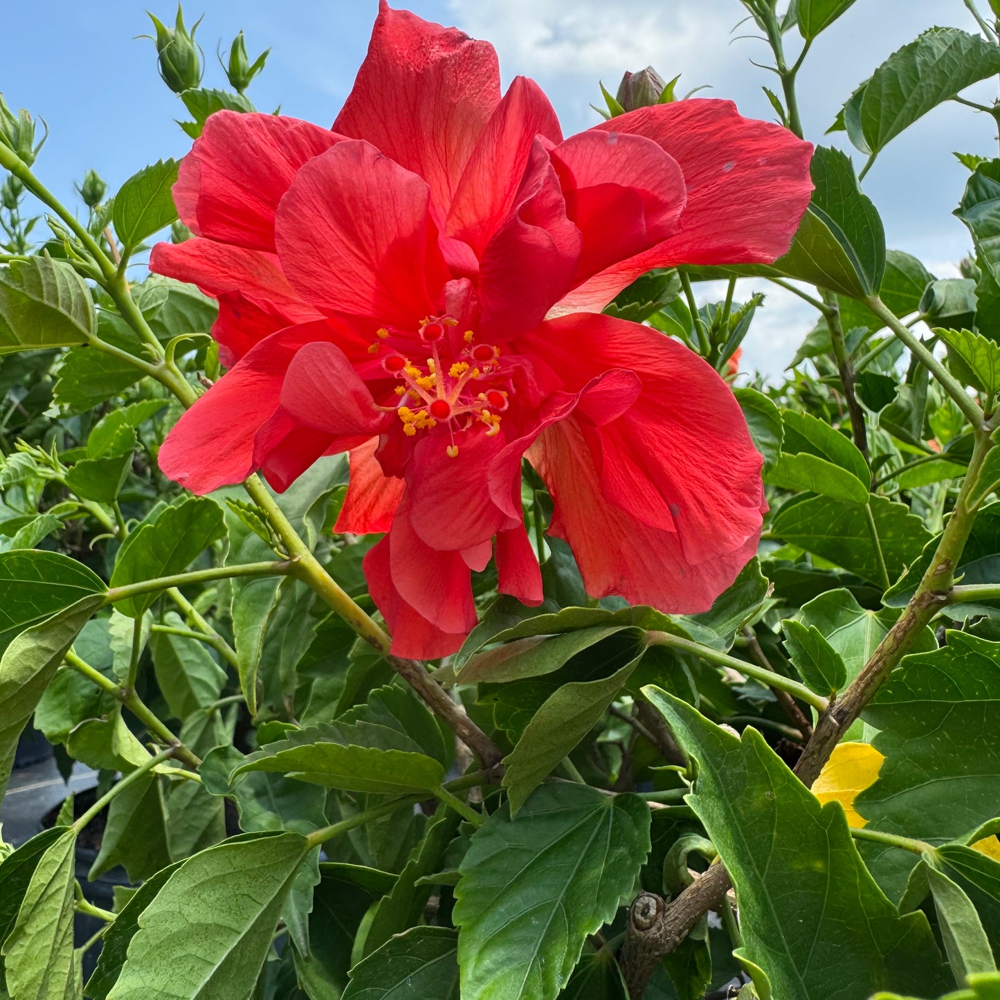 Hibiscus
